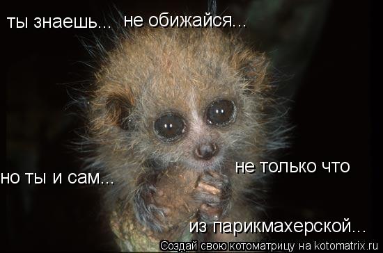 ты знаешь... не обижайся... но ты и сам... не только что из парикмахерской...... Котоматрица: ты знаешь... не обижайся... но ты и сам... не только что из парикмахерской...