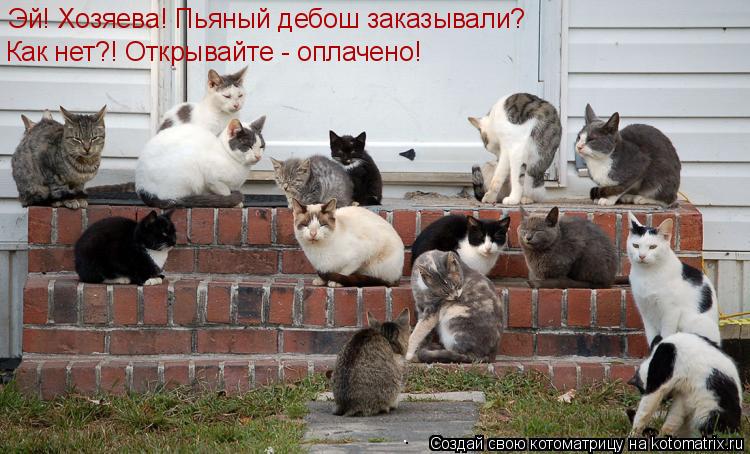 Эй! Хозяева! Пьяный дебош заказывали? Как нет?! Открывайте - оплачено!... Котоматрица: Эй! Хозяева! Пьяный дебош заказывали? Как нет?! Открывайте - оплачено!