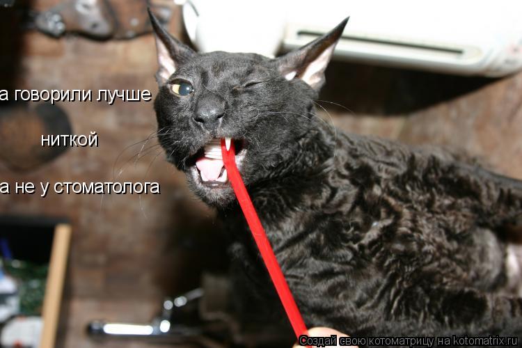 а говорили лучше ниткой а не у стоматолога... Котоматрица: а говорили лучше ниткой а не у стоматолога