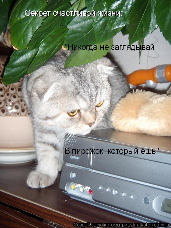 Секрет счастливой жизни: "Никогда не заглядывай В пирожок, который ешь "... Котоматрица: Секрет счастливой жизни: "Никогда не заглядывай В пирожок, который ешь "