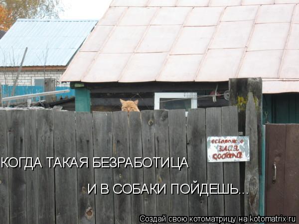 КОГДА ТАКАЯ БЕЗРАБОТИЦА И В СОБАКИ ПОЙДЕШЬ...... Котоматрица: КОГДА ТАКАЯ БЕЗРАБОТИЦА И В СОБАКИ ПОЙДЕШЬ...