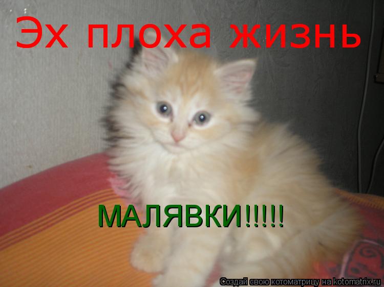 Эх плоха жизнь Эх плоха жизнь МАЛЯВКИ!!!!!... Котоматрица: Эх плоха жизнь Эх плоха жизнь МАЛЯВКИ!!!!!