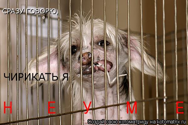 Котоматрица: СРАЗУ ГОВОРЮ, ЧИРИКАТЬ Я  Н         Е       У         М          Е            Ю !!!!!!!!!!!