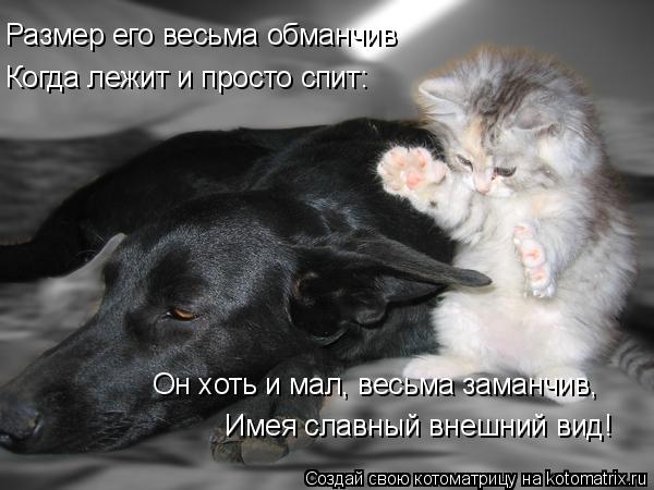 Размер его весьма обманчив Когда лежит и просто спит: Он хоть и мал, весьма заманчив, Имея славный вн... Котоматрица: Размер его весьма обманчив Когда лежит и просто спит: Он хоть и мал, весьма заманчив, Имея славный внешний вид!