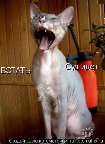 ВСТАТЬ Суд идёт... Котоматрица: ВСТАТЬ Суд идёт