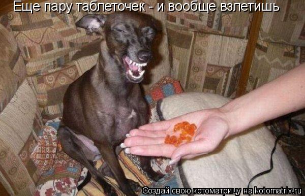 Еще пару таблеточек - и вообще взлетишь... Котоматрица: Еще пару таблеточек - и вообще взлетишь