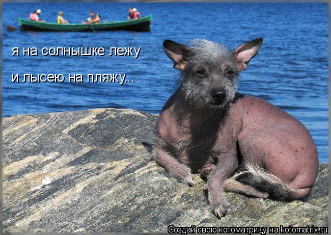 я на солнышке лежу и лысею на пляжу...... Котоматрица: я на солнышке лежу и лысею на пляжу...