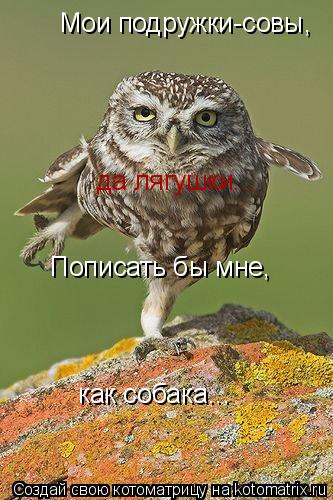 Мои подружки-совы, да лягушки... Пописать бы мне, как собака...... Котоматрица: Мои подружки-совы, да лягушки... Пописать бы мне, как собака...