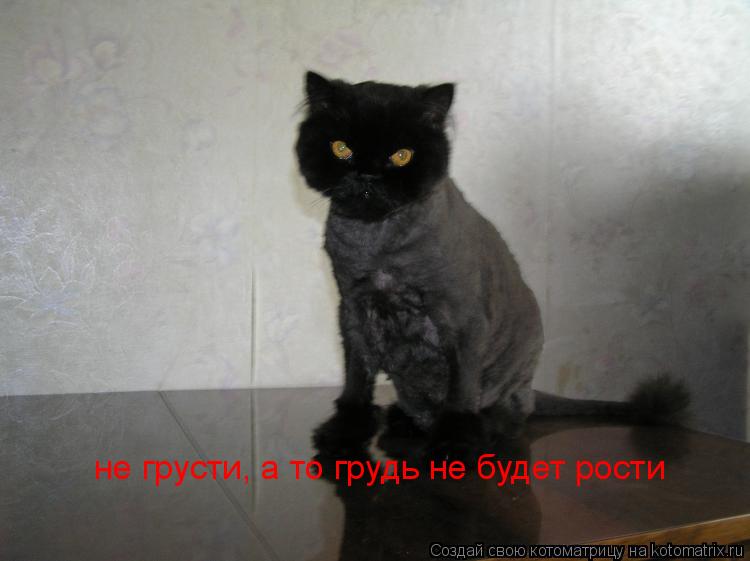 не грусти, а то грудь не будет рости... Котоматрица: не грусти, а то грудь не будет рости