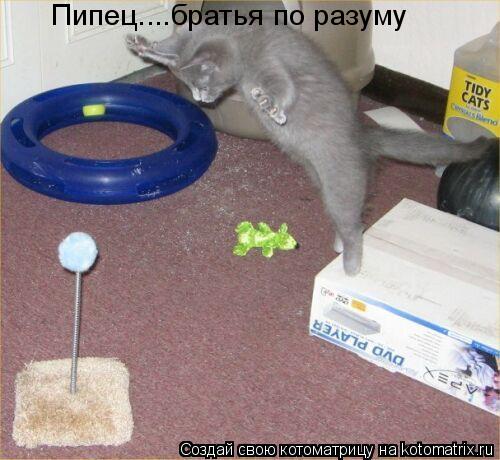 Котоматрица: Пипец....братья по разуму