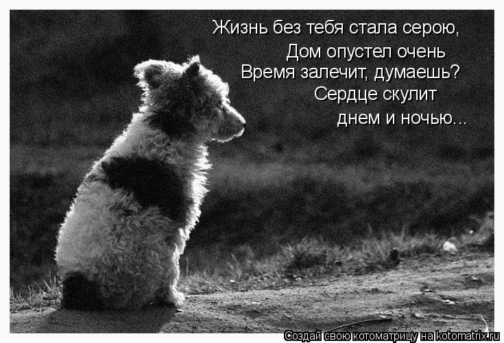 Жизнь без тебя стала серою, Дом опустел очень Время залечит, думаешь? Сердце скулит днем и ночью...... Котоматрица: Жизнь без тебя стала серою, Дом опустел очень Время залечит, думаешь? Сердце скулит днем и ночью...