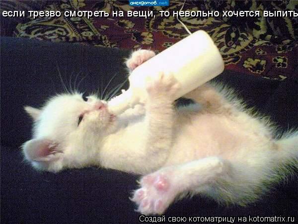 если трезво смотреть на вещи, то невольно хочется выпить... Котоматрица: если трезво смотреть на вещи, то невольно хочется выпить