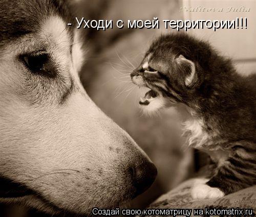 - Уходи с моей территории!!!... Котоматрица: - Уходи с моей территории!!!