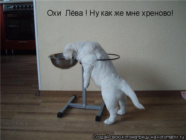 Котоматрица: Охи  Лёва ! Ну как же мне хреново!