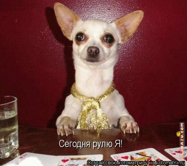 Сегодня рулю Я!... Котоматрица: Сегодня рулю Я!