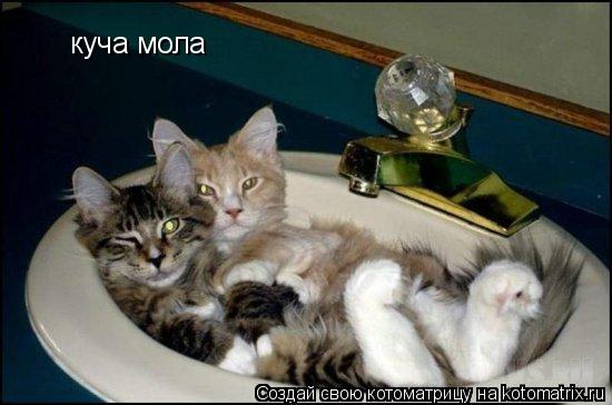 куча мола... Котоматрица: куча мола