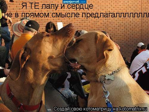Я ТЕ лапу и сердце не в прямом смысле предлагаллллллллл... Котоматрица: Я ТЕ лапу и сердце не в прямом смысле предлагаллллллллл