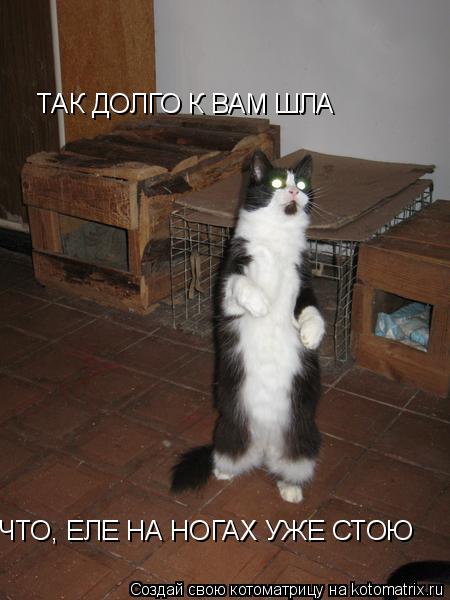 ТАК ДОЛГО К ВАМ ШЛА ЧТО, ЕЛЕ НА НОГАХ УЖЕ СТОЮ... Котоматрица: ТАК ДОЛГО К ВАМ ШЛА ЧТО, ЕЛЕ НА НОГАХ УЖЕ СТОЮ