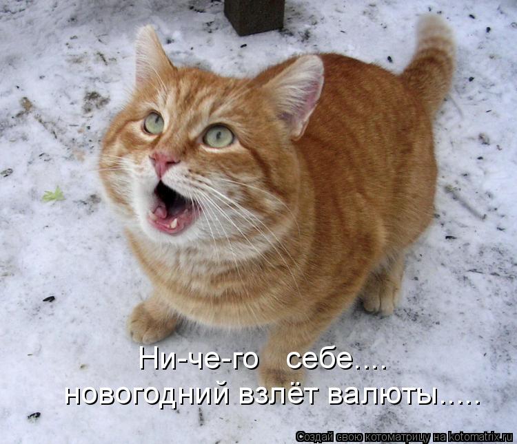 новогодний взлёт валюты..... Ни-че-го себе....... Котоматрица: новогодний взлёт валюты..... Ни-че-го себе....