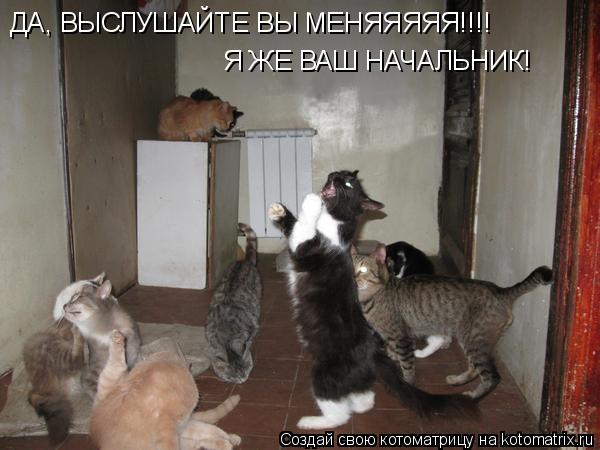 ДА, ВЫСЛУШАЙТЕ ВЫ МЕНЯЯЯЯЯ!!!! Я ЖЕ ВАШ НАЧАЛЬНИК!... Котоматрица: ДА, ВЫСЛУШАЙТЕ ВЫ МЕНЯЯЯЯЯ!!!! Я ЖЕ ВАШ НАЧАЛЬНИК!
