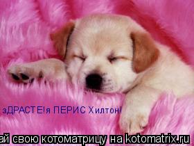 Котоматрица: зДРАСТЕ!я ПЕРИС Хилтон!