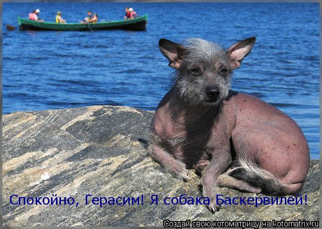 Спокойно, Геpасим! Я собака Баскеpвилей!... Котоматрица: Спокойно, Геpасим! Я собака Баскеpвилей!