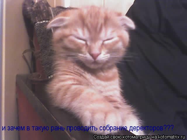 и зачем в такую рань проводить собрание деректоров???... Котоматрица: и зачем в такую рань проводить собрание деректоров???