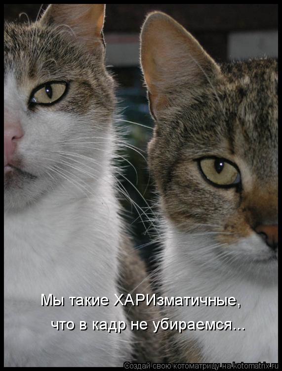 Мы такие ХАРИзматичные, что в кадр не убираемся...... Котоматрица: Мы такие ХАРИзматичные, что в кадр не убираемся...