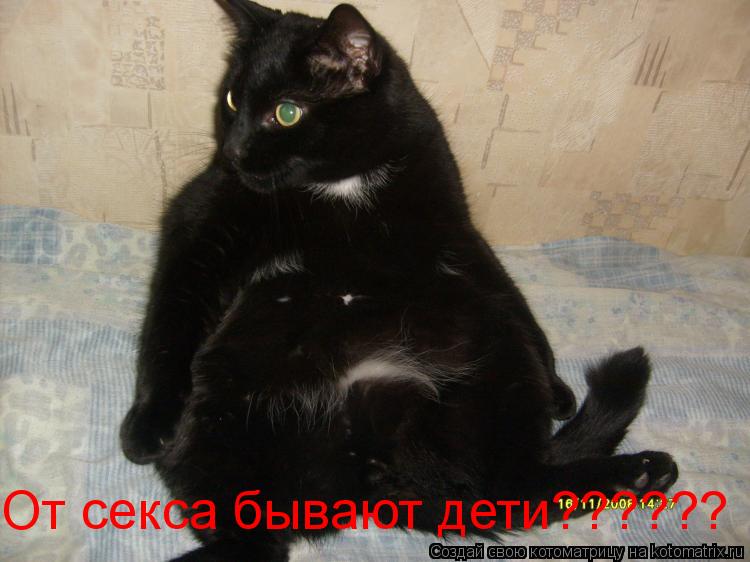 От секса бывают дети??????... Котоматрица: От секса бывают дети??????