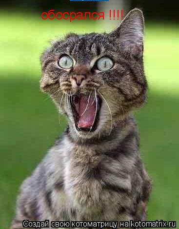 обосрался !!!!... Котоматрица: обосрался !!!!