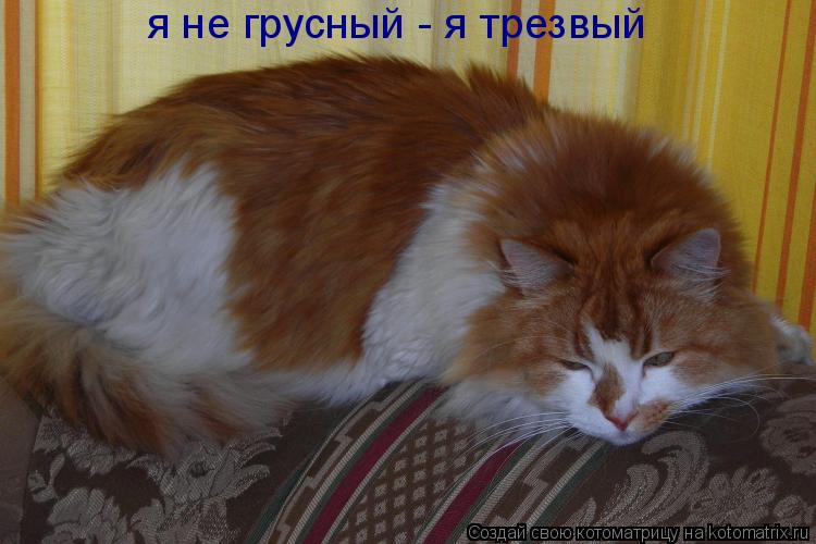 я не грусный - я трезвый... Котоматрица: я не грусный - я трезвый