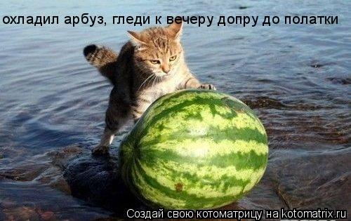 охладил арбуз, гледи к вечеру допру до полатки... Котоматрица: охладил арбуз, гледи к вечеру допру до полатки