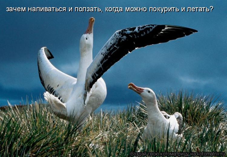 зачем напиваться и ползать, когда можно покурить и летать?... Котоматрица: зачем напиваться и ползать, когда можно покурить и летать?