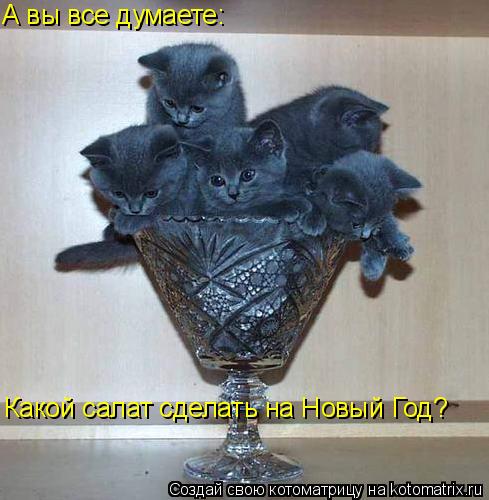 А вы все думаете: Какой салат сделать на Новый Год?... Котоматрица: А вы все думаете: Какой салат сделать на Новый Год?