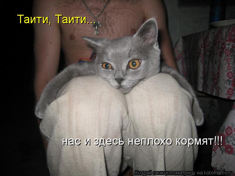 Таити, Таити... нас и здесь неплохо кормят!!!... Котоматрица: Таити, Таити... нас и здесь неплохо кормят!!!