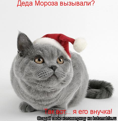 Деда Мороза вызывали? Так вот... я его внучка!... Котоматрица: Деда Мороза вызывали? Так вот... я его внучка!