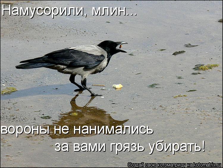 Намусорили, млин... вороны не нанимались за вами грязь убирать!... Котоматрица: Намусорили, млин... вороны не нанимались за вами грязь убирать!