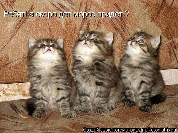 Ребят! а скоро дет мороз придет ?... Котоматрица: Ребят! а скоро дет мороз придет ?