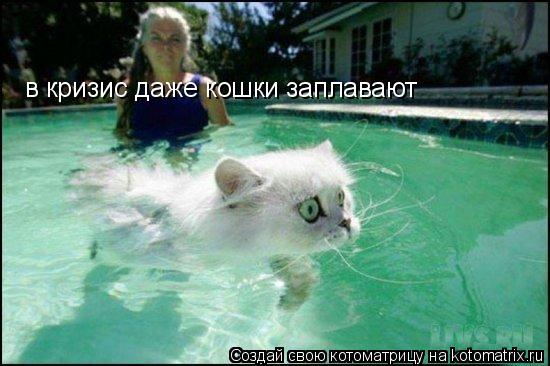 в кризис даже кошки заплавают... Котоматрица: в кризис даже кошки заплавают