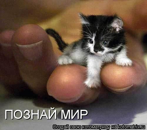 ПОЗНАЙ МИР... Котоматрица: ПОЗНАЙ МИР