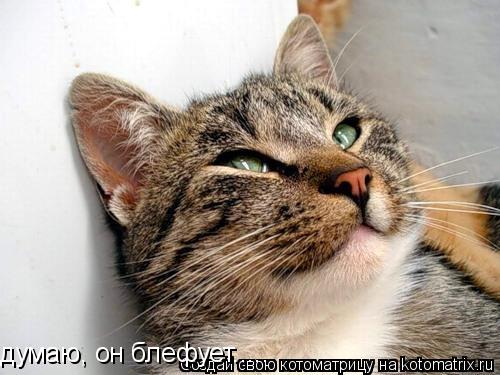 думаю, он блефует........ Котоматрица: думаю, он блефует.....