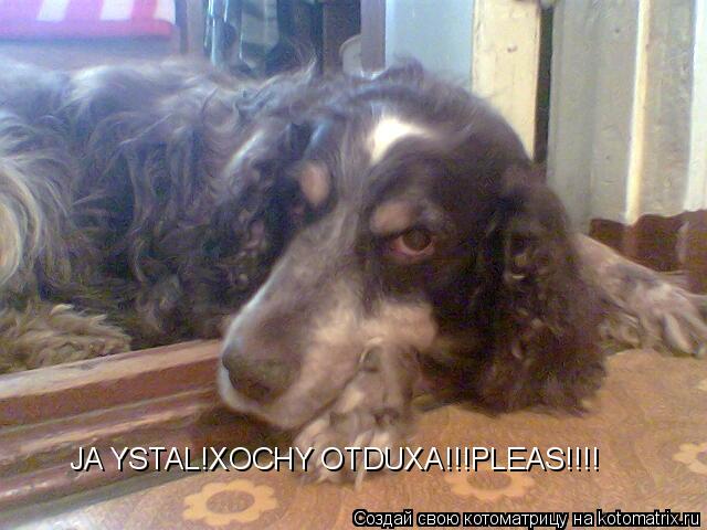 JA YSTAL!XOCHY OTDUXA!!!PLEAS!!!!... Котоматрица: JA YSTAL!XOCHY OTDUXA!!!PLEAS!!!!