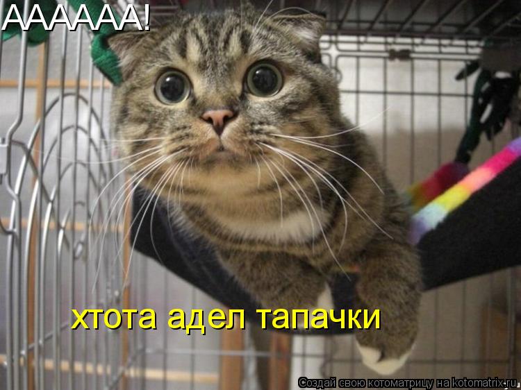 АААААА! хтота адел тапачки... Котоматрица: АААААА! хтота адел тапачки