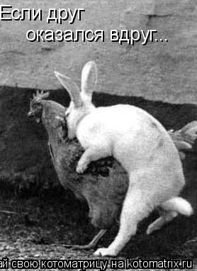 Если друг оказался вдруг...... Котоматрица: Если друг оказался вдруг...
