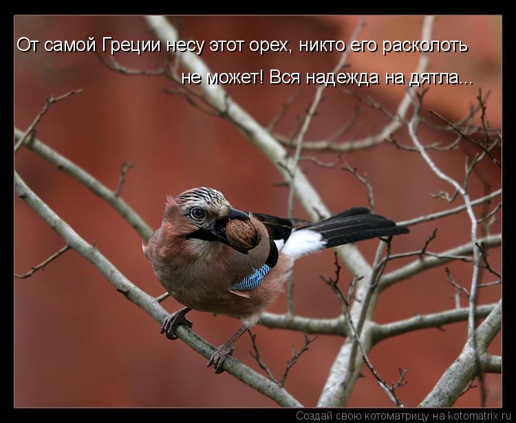От самой Греции несу этот орех, никто его расколоть не может! Вся надежда на дятла...... Котоматрица: От самой Греции несу этот орех, никто его расколоть не может! Вся надежда на дятла...