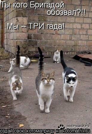 Ты кого Бригадой обозвал?!! Мы -- ТРИ гада!... Котоматрица: Ты кого Бригадой обозвал?!! Мы -- ТРИ гада!