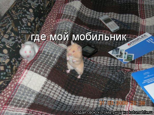 где мой мобильник... Котоматрица: где мой мобильник
