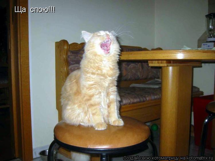 Ща спою!!!... Котоматрица: Ща спою!!!