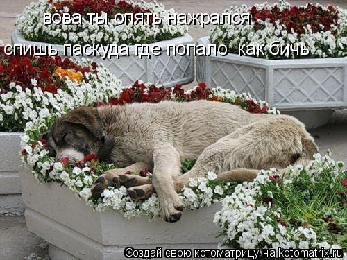 вова ты опять нажрался спишь паскуда где попало как бичь... Котоматрица: вова ты опять нажрался спишь паскуда где попало как бичь