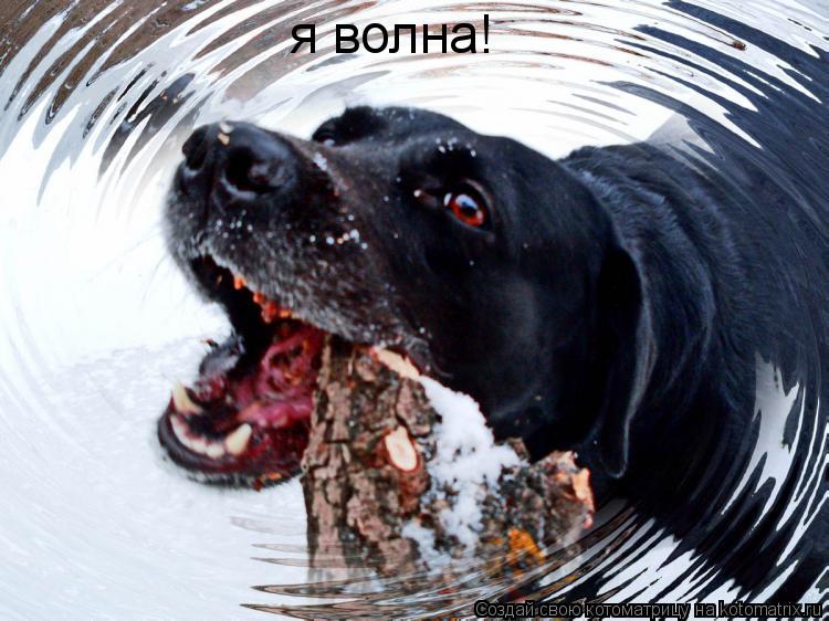 я волна!... Котоматрица: я волна!